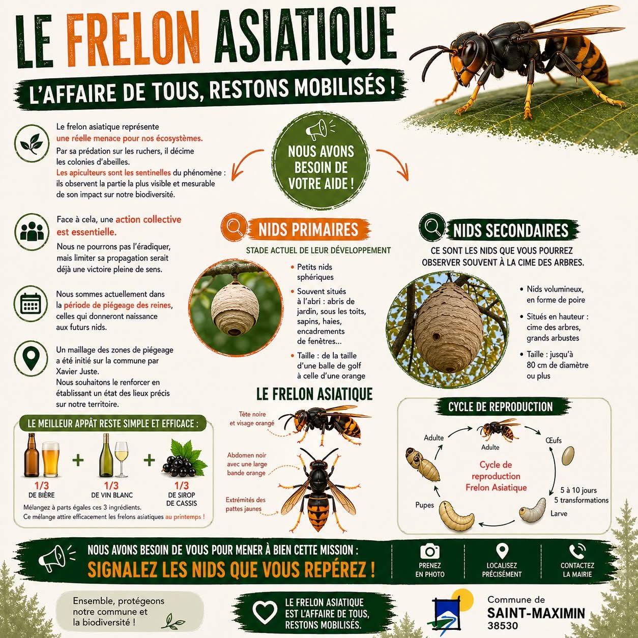 Frelons asiatiques