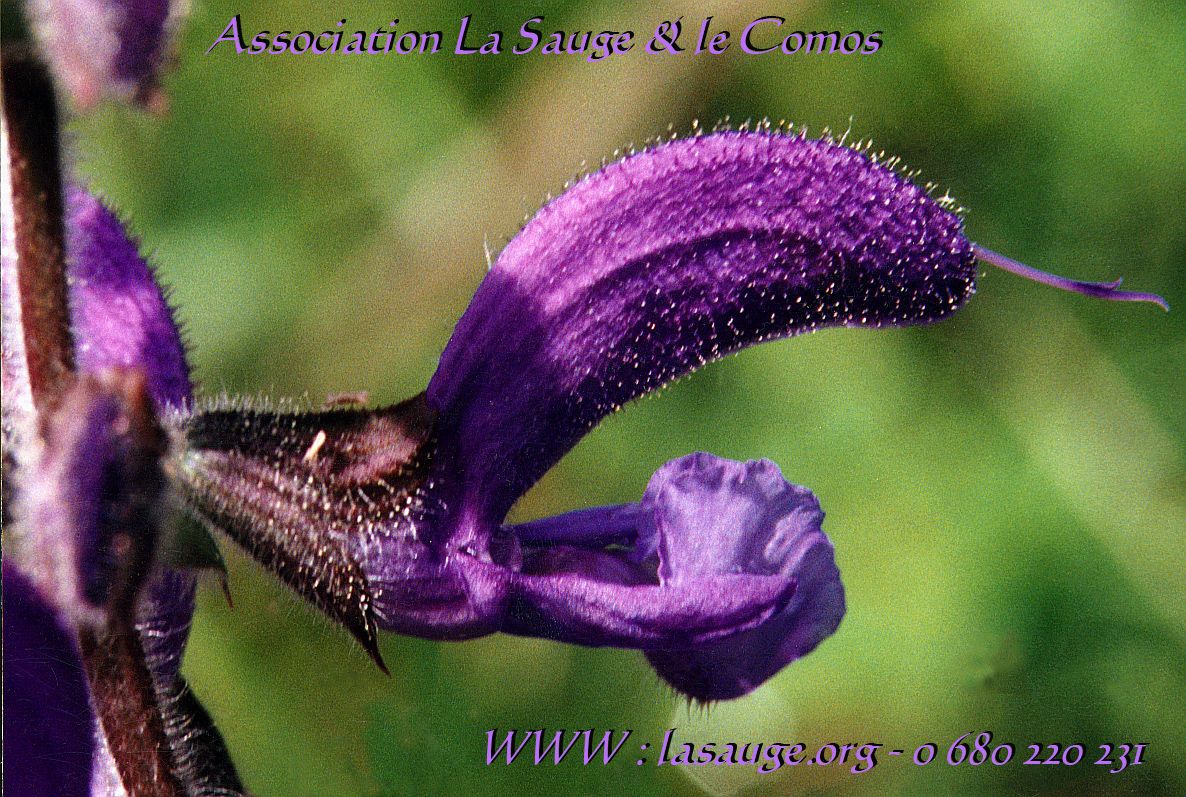 Logo sauge et cosmos